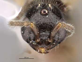 Media type: image;   Entomology 30273 Aspect: head frontal view